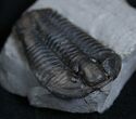 Inch Calymene Niagarensis Trilobite #2137-1